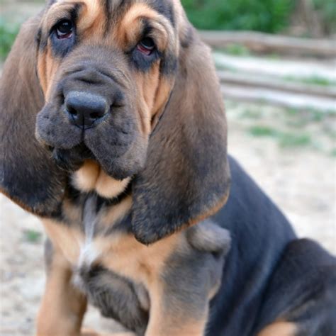 Bloodhound Breed Information And Facts
