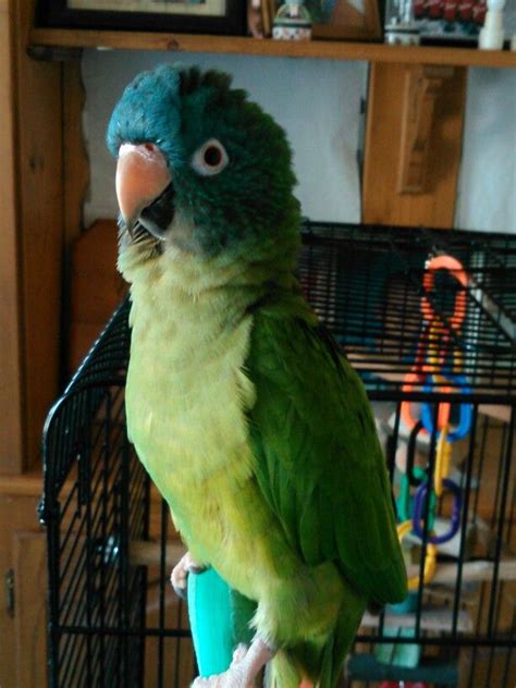 Meet Pepper A Blue Crown Conure Conure Parrots Conure Blue Crown