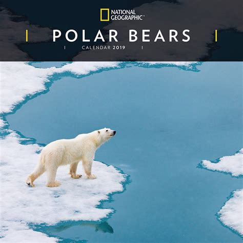National Geographic Polar Bears 2019 Wall Calendar