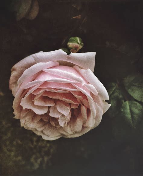 Pink Rose Photography Art Print Floral Art Flowers Home Etsy