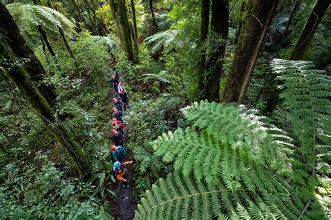 Canopy Tours Gallery New Zealand Native Forest Eco Adventure