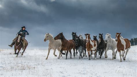 Turning The Herd Cowboy Herding Horses In Snow Wyoming Usa Jess