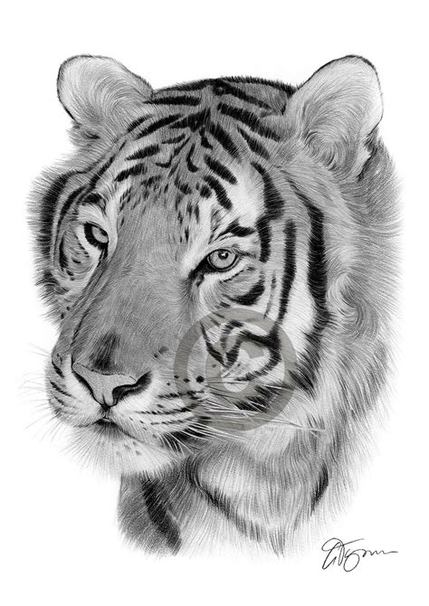 Pencil Drawing Portrait Of A Bengal Tiger By Uk Artist Gary Tymon