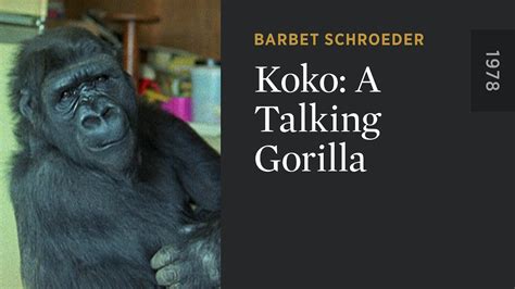 Koko A Talking Gorilla The Criterion Channel