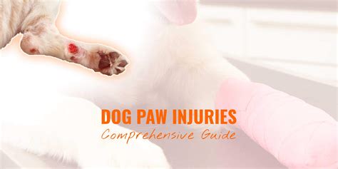 Dog Paw Injuries Different Types Infections Treatments And Prevention