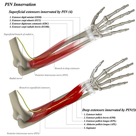 Posterior Interosseous Nerve Anatomy Medbullets Step 1