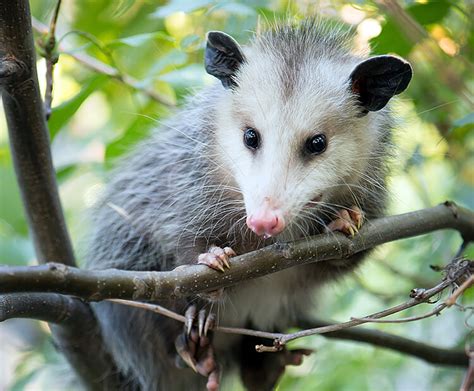 Virginia Opossum San Diego Zoo Wildlife Explorers