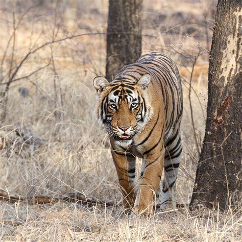 Bengal Tiger Walks Through Forest Wildlife Photo Prints For Sale