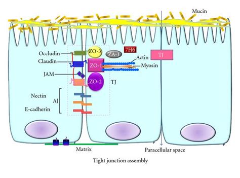 A Model Of The Protein Components Of Tight TJ And Adherens Junctions