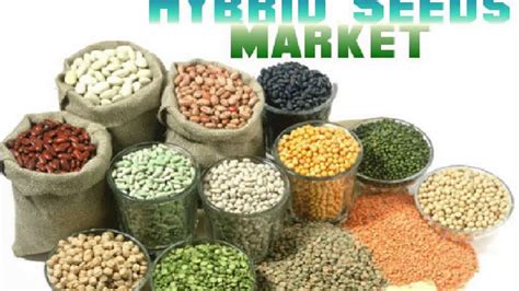 Hybrid Seeds Market In India Youtube
