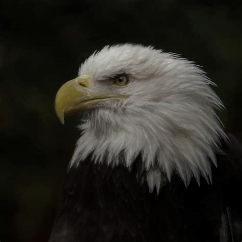 American Bald Eagle Portrait 2 Digital Art By Ernie Echols Fine Art