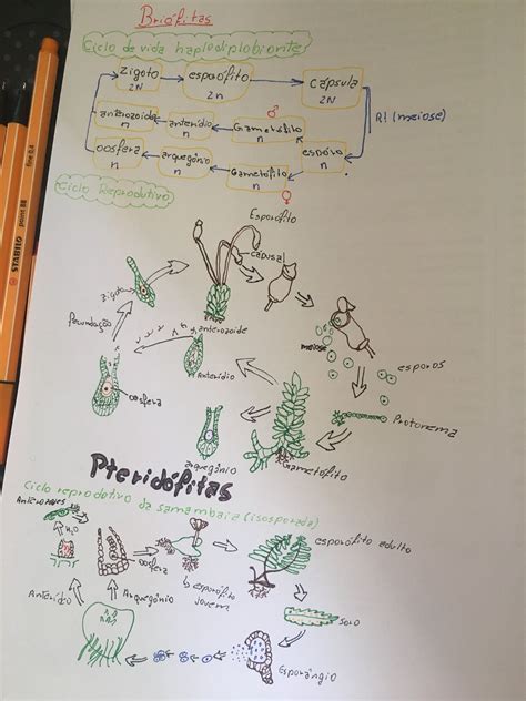 Mapa Conceitual Briofitas E Pteridofitas Ancesa