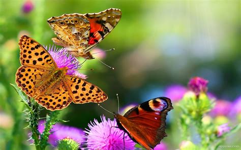 Summer Butterflies Wallpaper Download Nature Hd Wallpaper Appraw