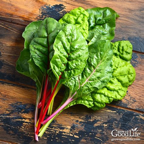 Top 20 Growing Swiss Chard In Containers