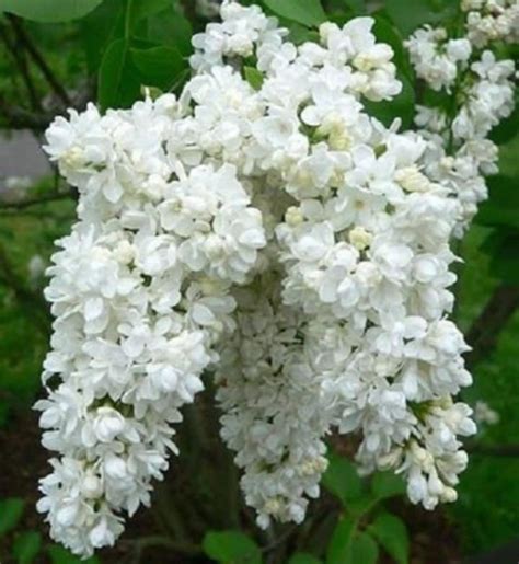 25 White Lilac Seeds Tree Fragrant Perennial Flower Flowers Etsy
