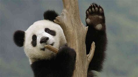 Panda Cub Waving From A Tree At Chinas Wolong Nature Reserve Pandas
