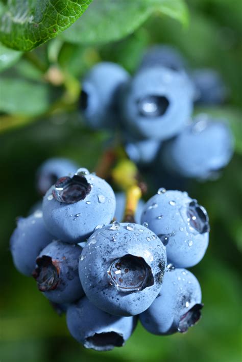 Oregon Blueberries Gallery