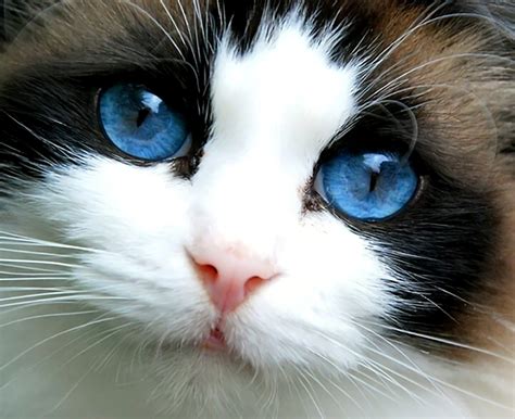 Blue Eyed Kitten Image Abyss