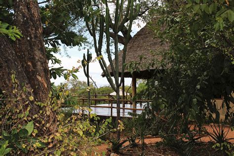 Elewana Tarangire Treetops Safari Lodge Botswana Buchen