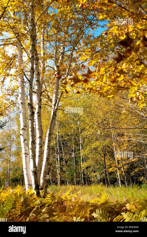 White Birch Tree In Fall Colors With Ferns Surrounding And Background