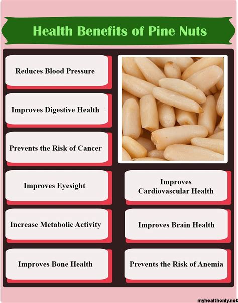 10 Powerful Benefits Of Pine Nuts You Must To Know My Health Only
