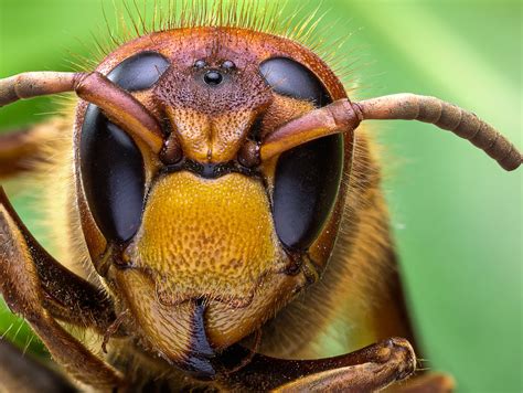 Wasps Pests Control Pest Control