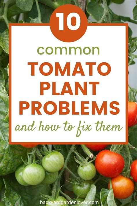 Common Tomato Plant Problems And How To Fix Them Tomatoes Plants