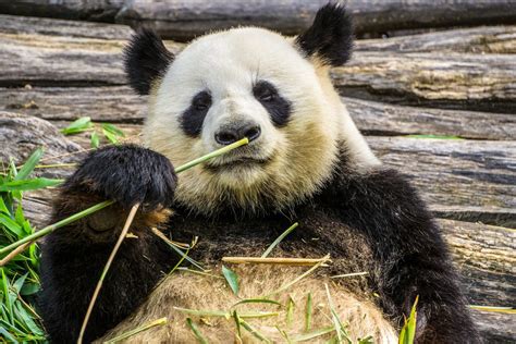 All About The Panda Bear Diet Petsstats