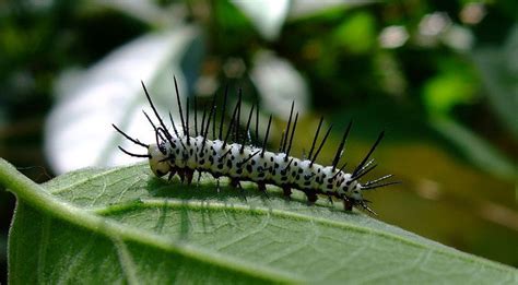 10 Remarkable Types Of Caterpillars And What They Become Beautiful