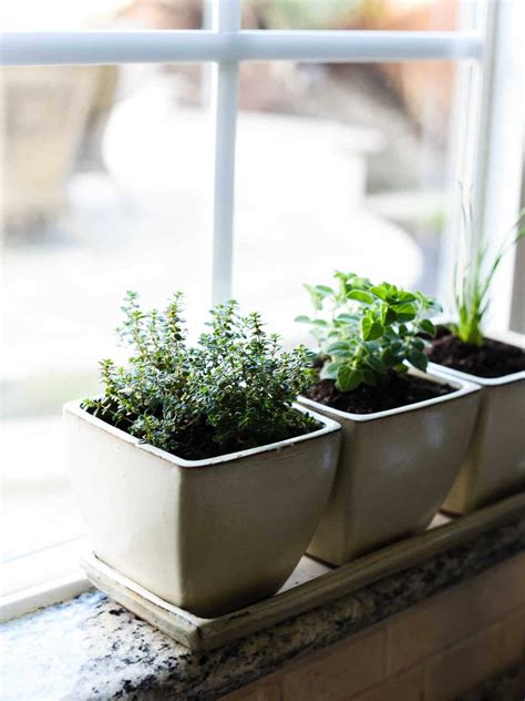 Lemon balm gives a true lemon flavor and can be used in any recipe that uses lemon juice. How to Start an Indoor Herb Garden | Kitchen Confidante®