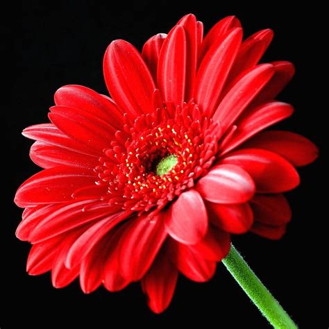 Red Gerbera Daisy Flower On Black Photograph By Lynne Dymond Red