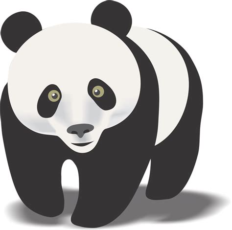 Panda Bear Background Png Png Play