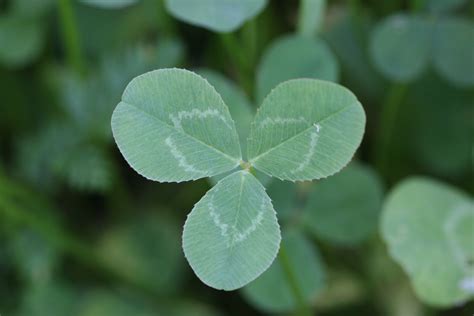 This Clover In My Yard Has Interesting Color Going On With It Is This