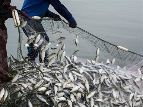 What Is Overfishing Facts Effects And Overfishing Solutions