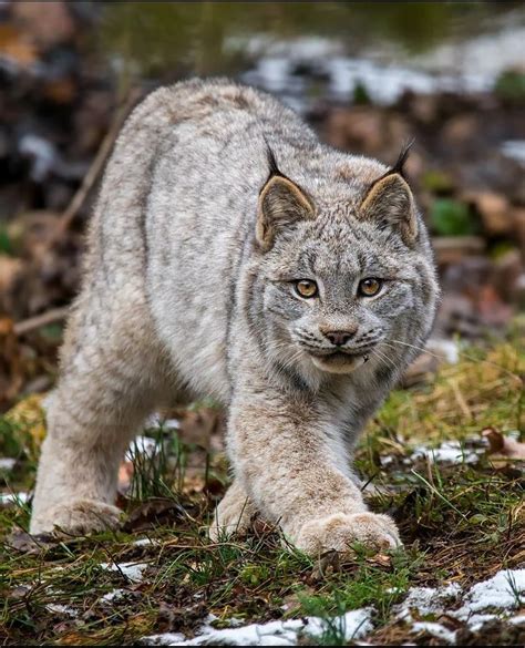 Lynx Cat Pet California