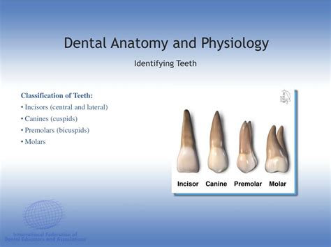 Ppt Dental Anatomy And Physiology Powerpoint Presentation Free