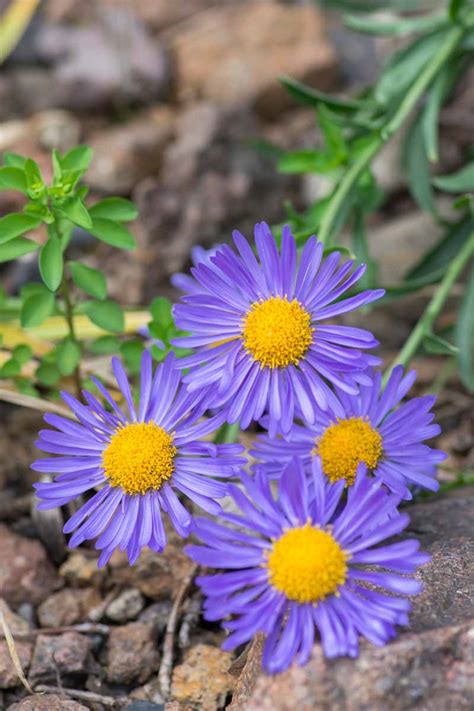 How To Grow And Care For Alpine Aster Gardeners Path