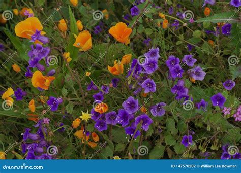 California Blue Bells And A Few Poppies Stock Photo Image Of Lavender