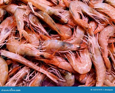 Fresh Shrimps At Fish Market Stock Image Image Of Commercial Boil
