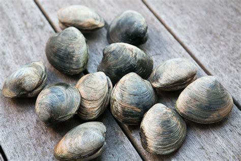 What salads to include in a clam bake. What Salads To Include In A Clam Bake : : Baked clams ...