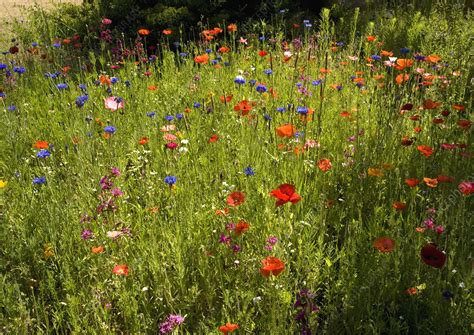 Wildflowers Stock Image B5300297 Science Photo Library