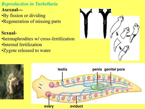 Ppt Phylum Platyhelminthes Powerpoint Presentation Free Download