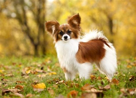 All The Things You Need To Know About The Papillon Dog