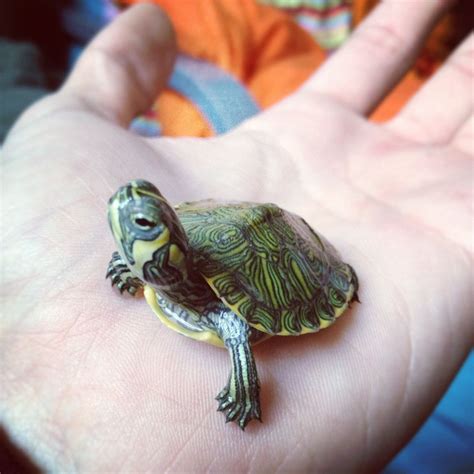 I Love Turtles Especially The Babies I Wish There Were Some That