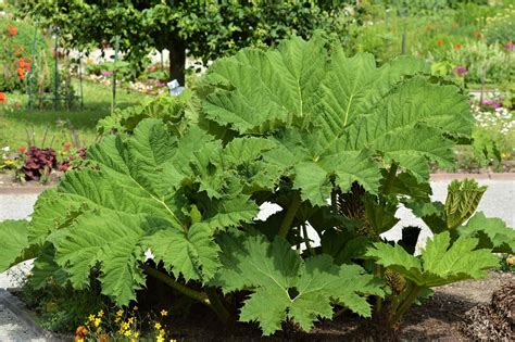 Giant Rhubarb Info Planting Care And Tips Live