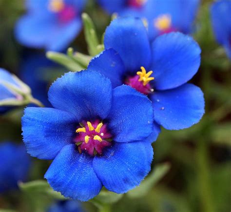 Blue Pimpernel Beautiful Flowers Flowers Flower Seeds