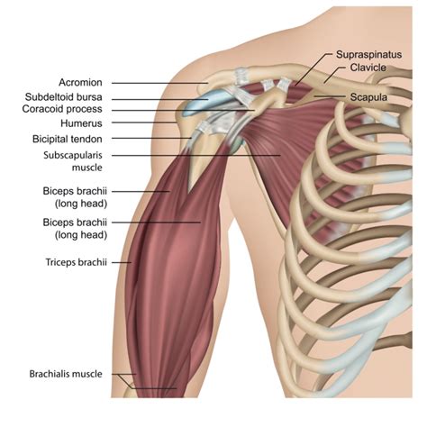 Top Biceps Tear Symptoms You Must Know Bicep Tendon Vrogue Co