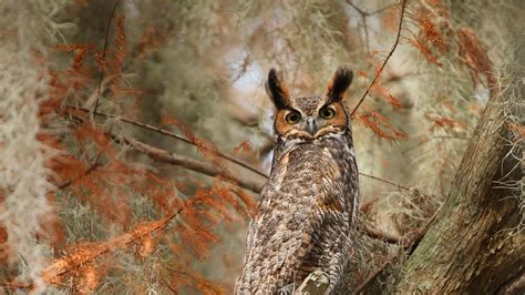 Bing Hd Wallpaper Feb 18 2018 Great Horned Owl Near Lake Tohopekaliga