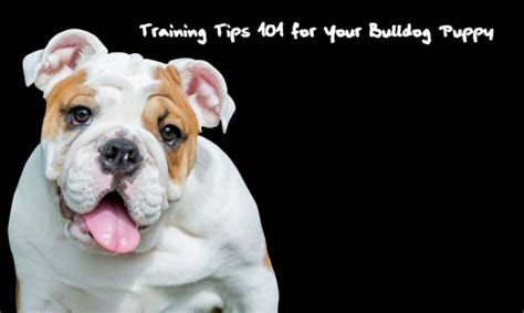 English Bulldog Training Archives Castlewood Bulldogs