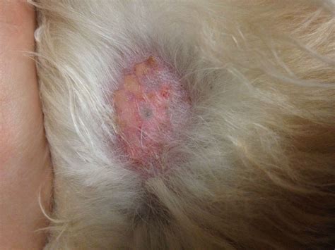 Help Dog Has Unusual Bug Bite That Is Spreading Fast Any Ideas